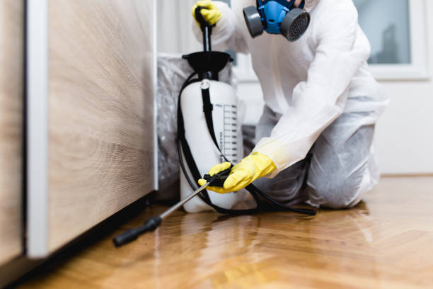 Wasp Removal Services in Manchester, MO
