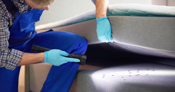 Best Wasp Removal Services  in Manchester, MO